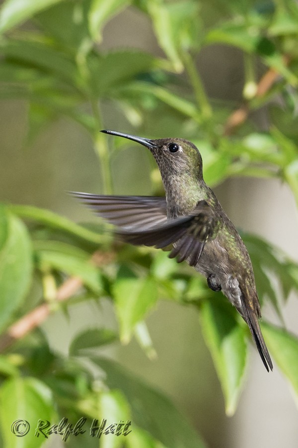 Sombre Hummingbird - ML218236561