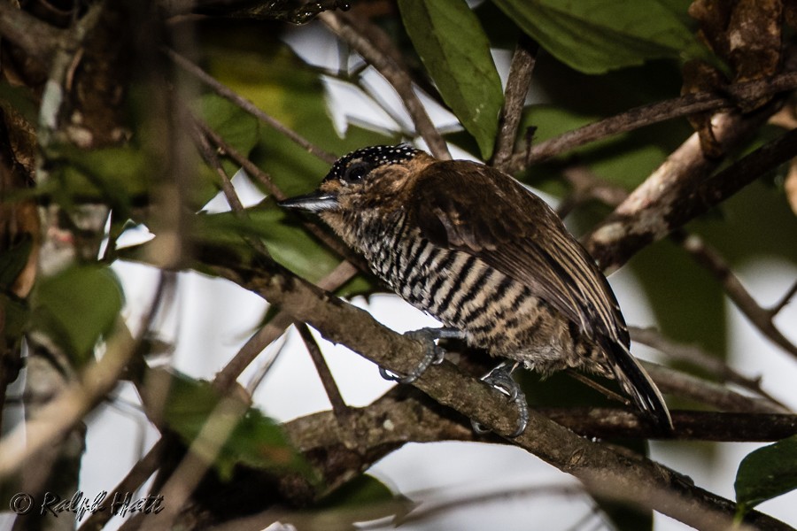 Ochre-collared Piculet - Ralph Hatt