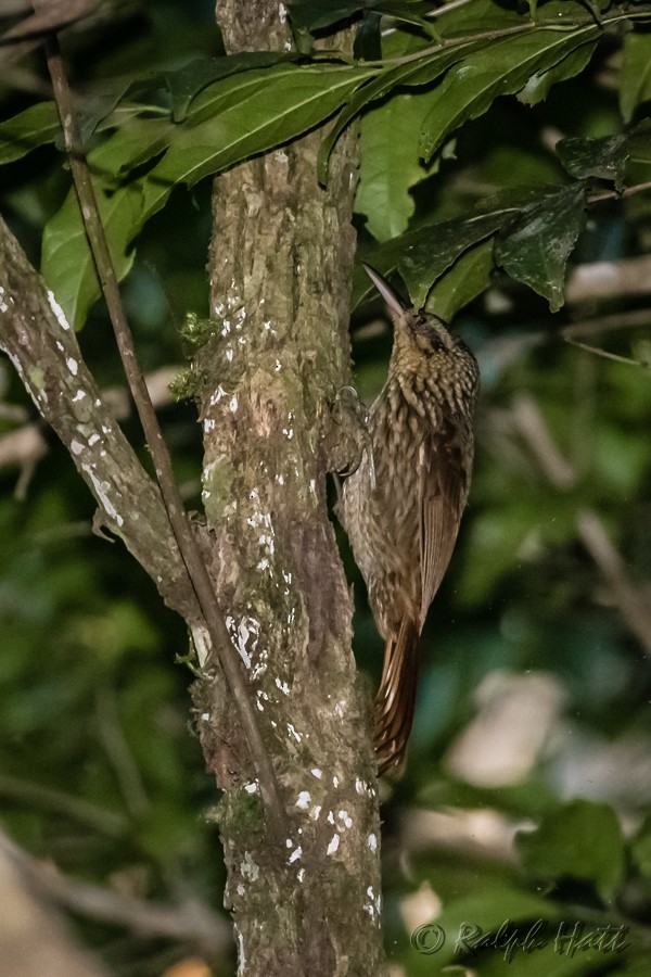 Lesser Woodcreeper - ML218236791