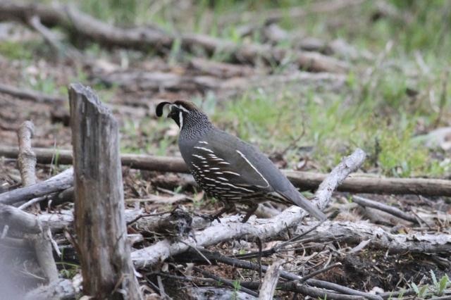 California Quail - ML21823681