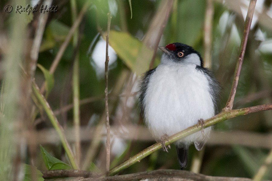 Pin-tailed Manakin - ML218237021