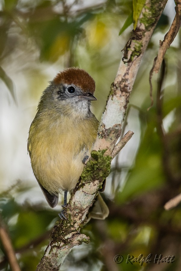 Rufous-crowned Greenlet - ML218237071