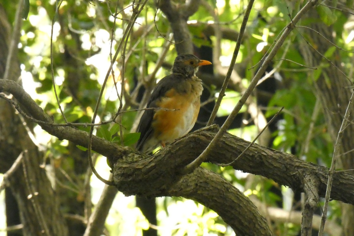 Kurrichane Thrush - ML218237681