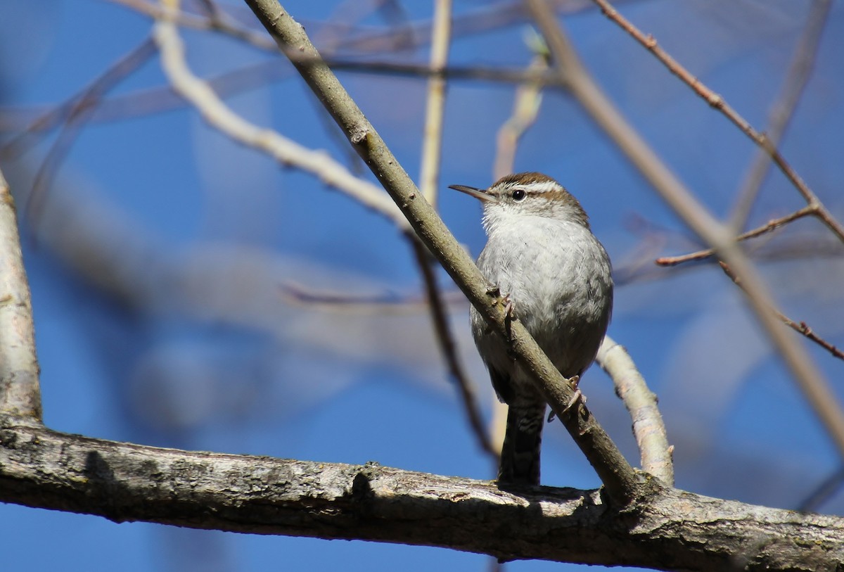 Bewick's Wren - ML218237971