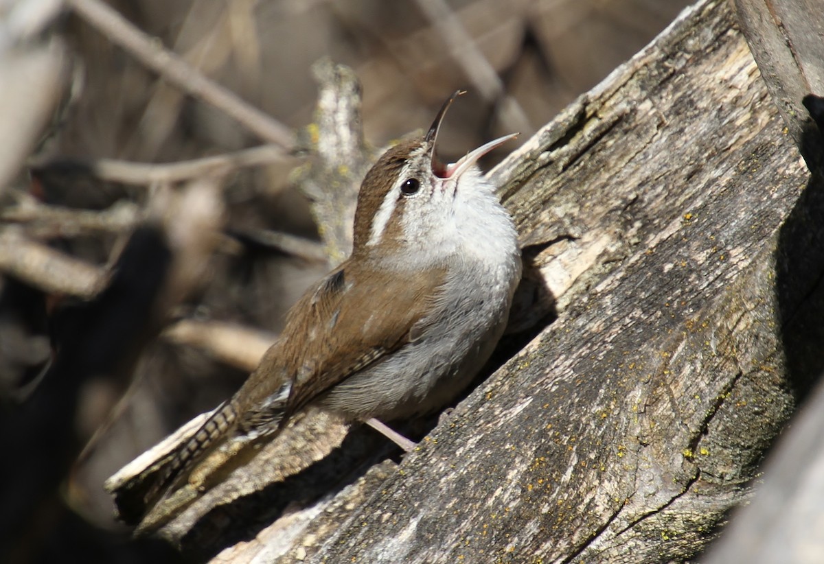 Bewick's Wren - Jared Peck