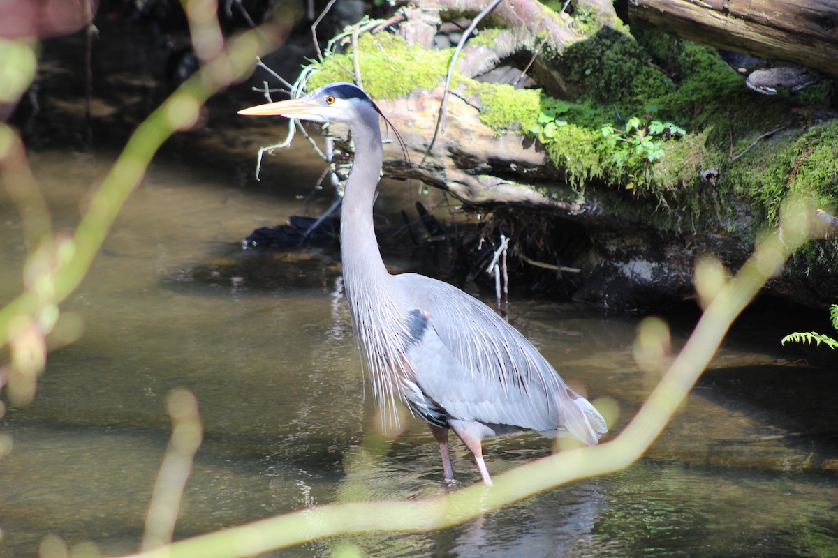 Great Blue Heron - ML218238601