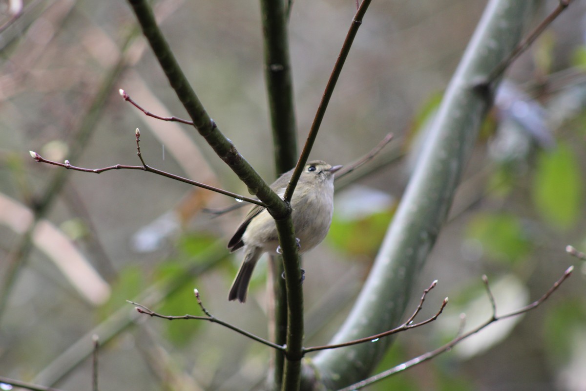 Hutton's Vireo - ML218238681