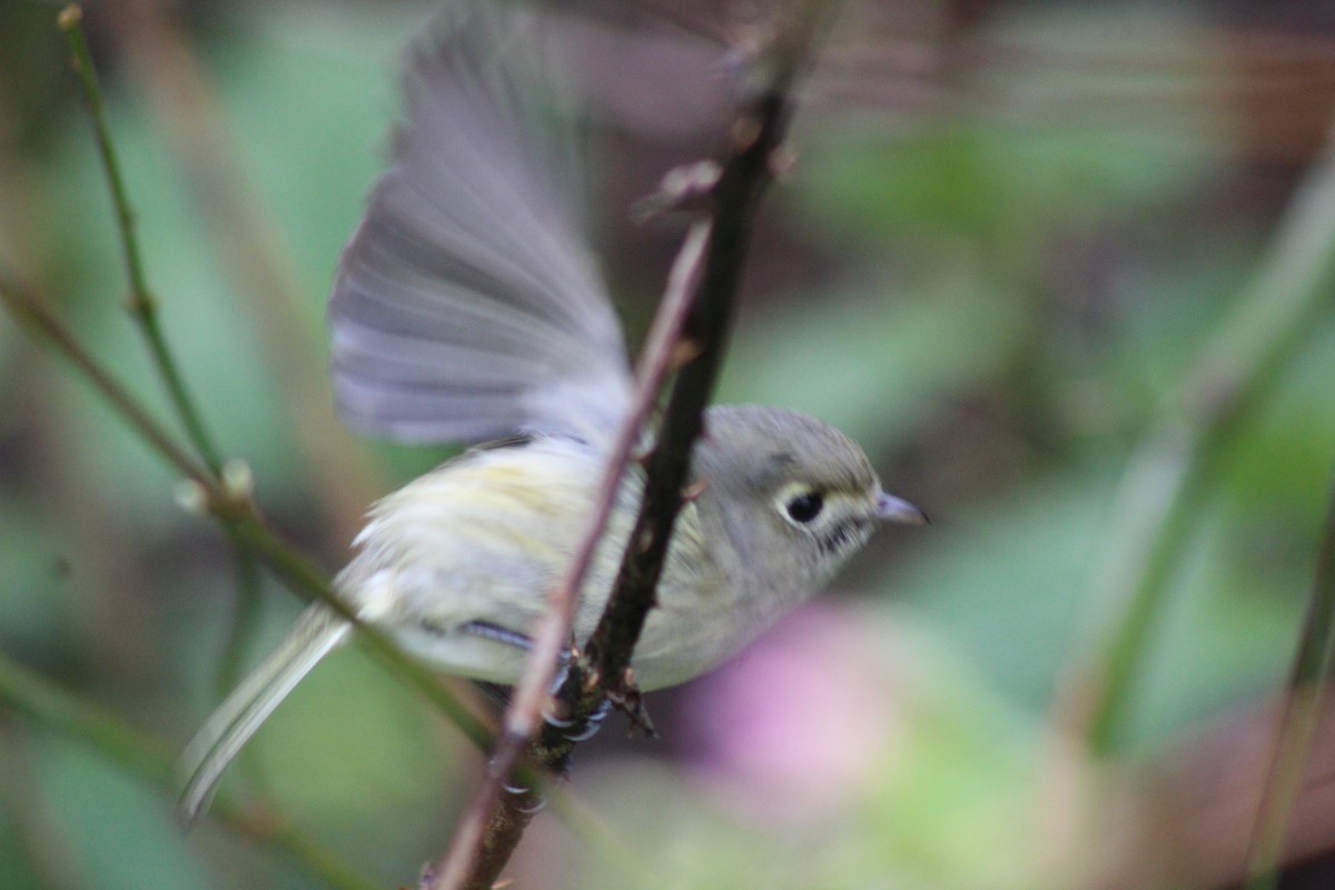 Hutton's Vireo - ML218238691
