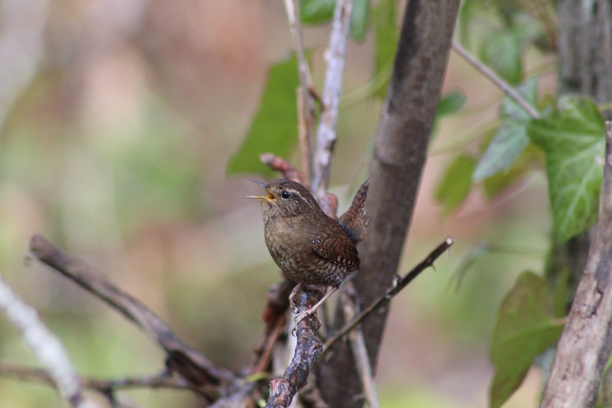 Pacific Wren - ML218238781