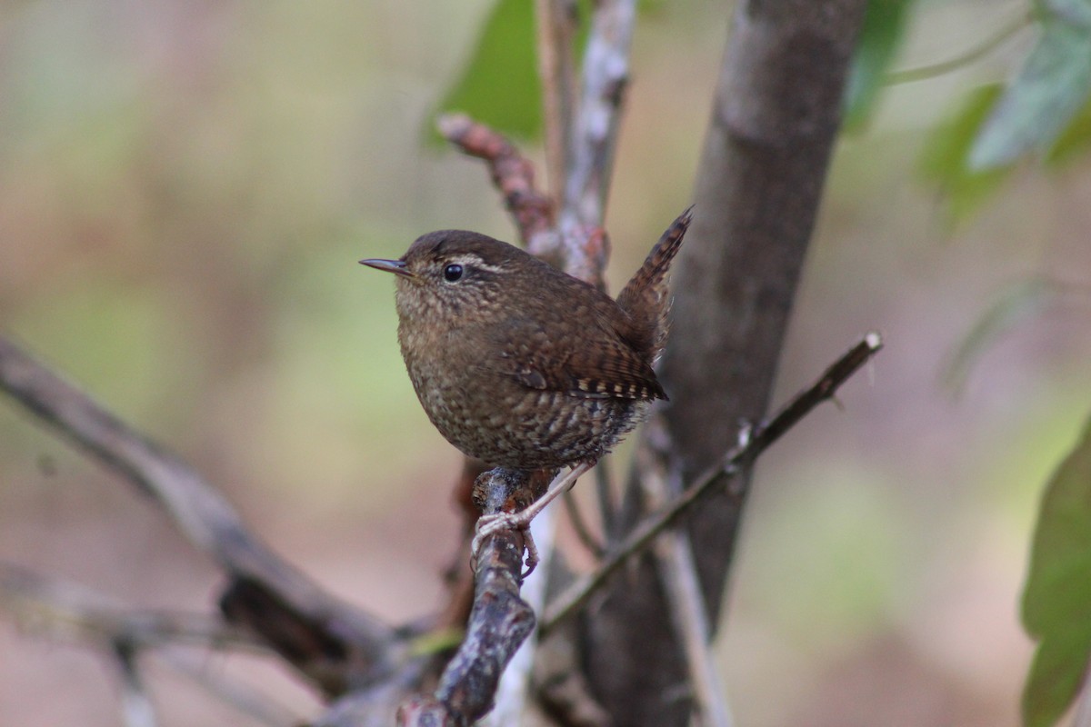 Pacific Wren - ML218238791