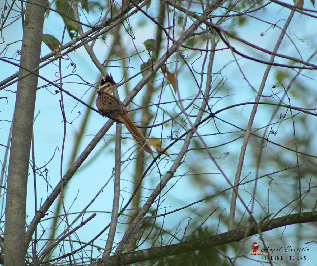 Striped Cuckoo - ML218239181