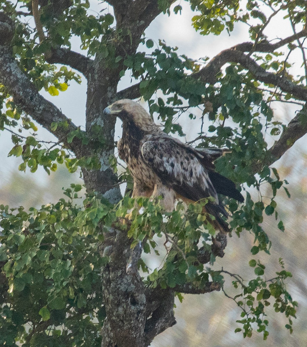 Aigle impérial - ML218240621