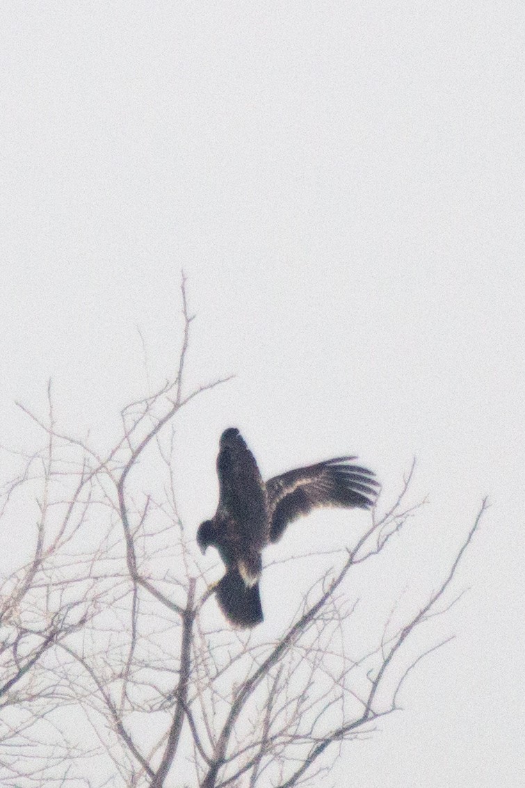 Greater Spotted Eagle - ML21824081