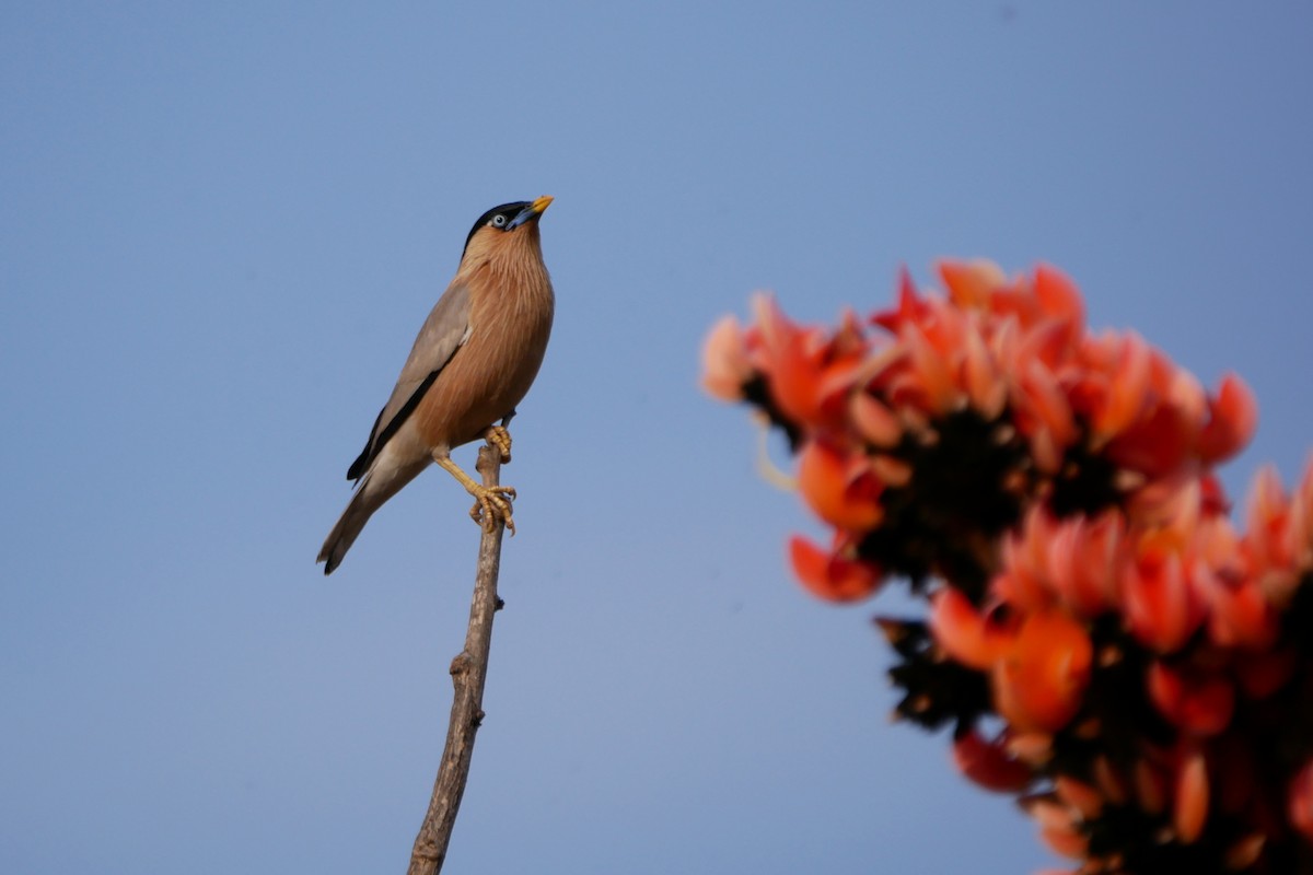 Brahminy Starling - Sandeep Biswas