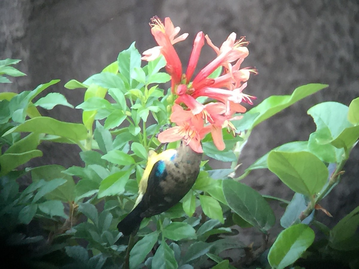 Variable Sunbird (Yellow-bellied) - ML21824331