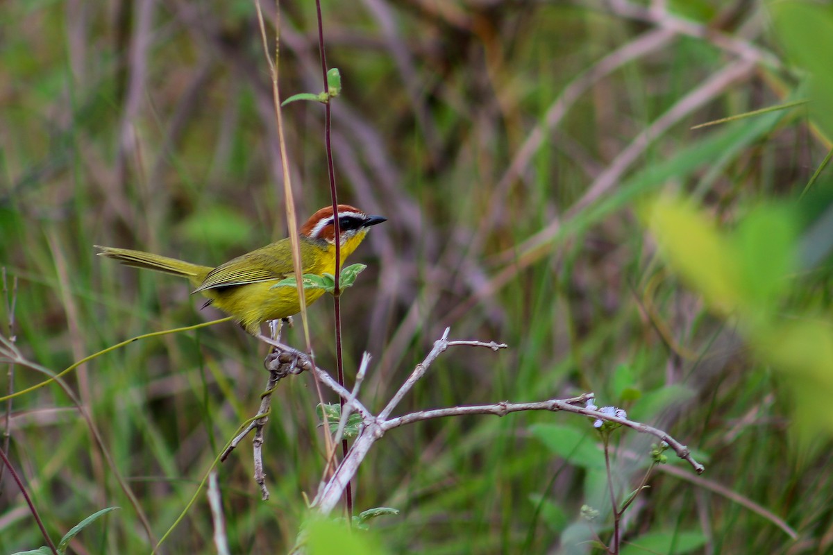 Rufous-capped Warbler - Oscar Cisneros