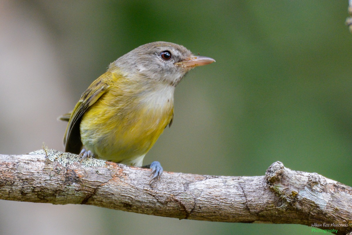 Puerto Rican Vireo - William Rios-Maldonado