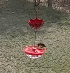 Anna's Hummingbird - ML218244211