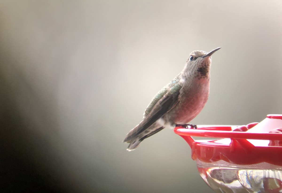 Anna's Hummingbird - ML218244691