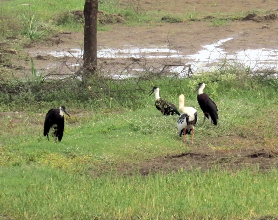 Asian Woolly-necked Stork - ML21824541