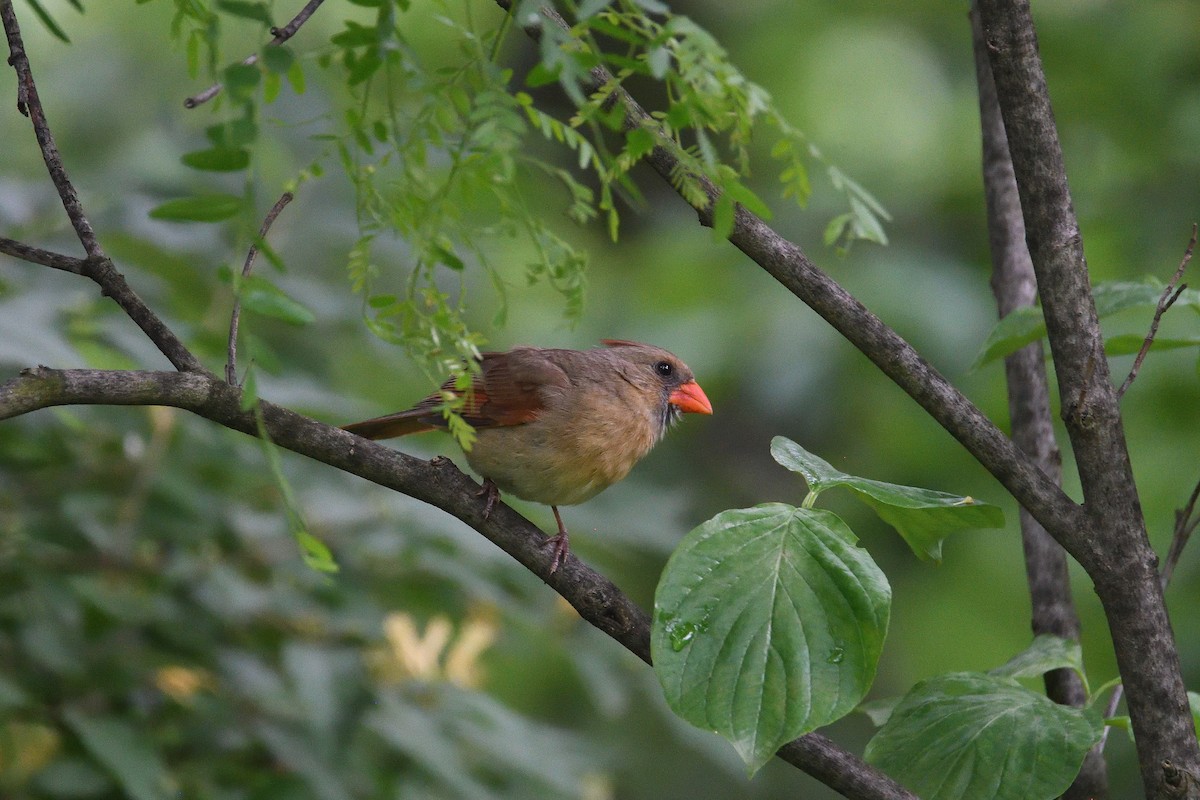 Northern Cardinal - ML218246651