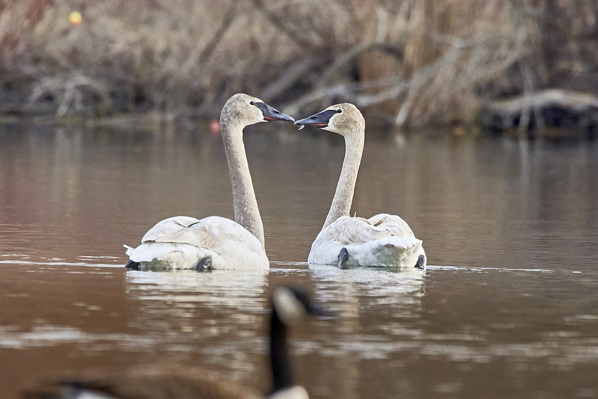 Trumpeter Swan - ML218247361