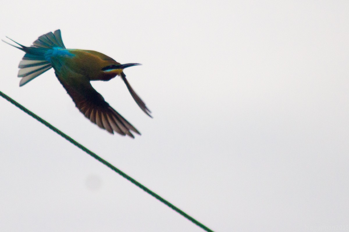 Blue-tailed Bee-eater - ML21824791
