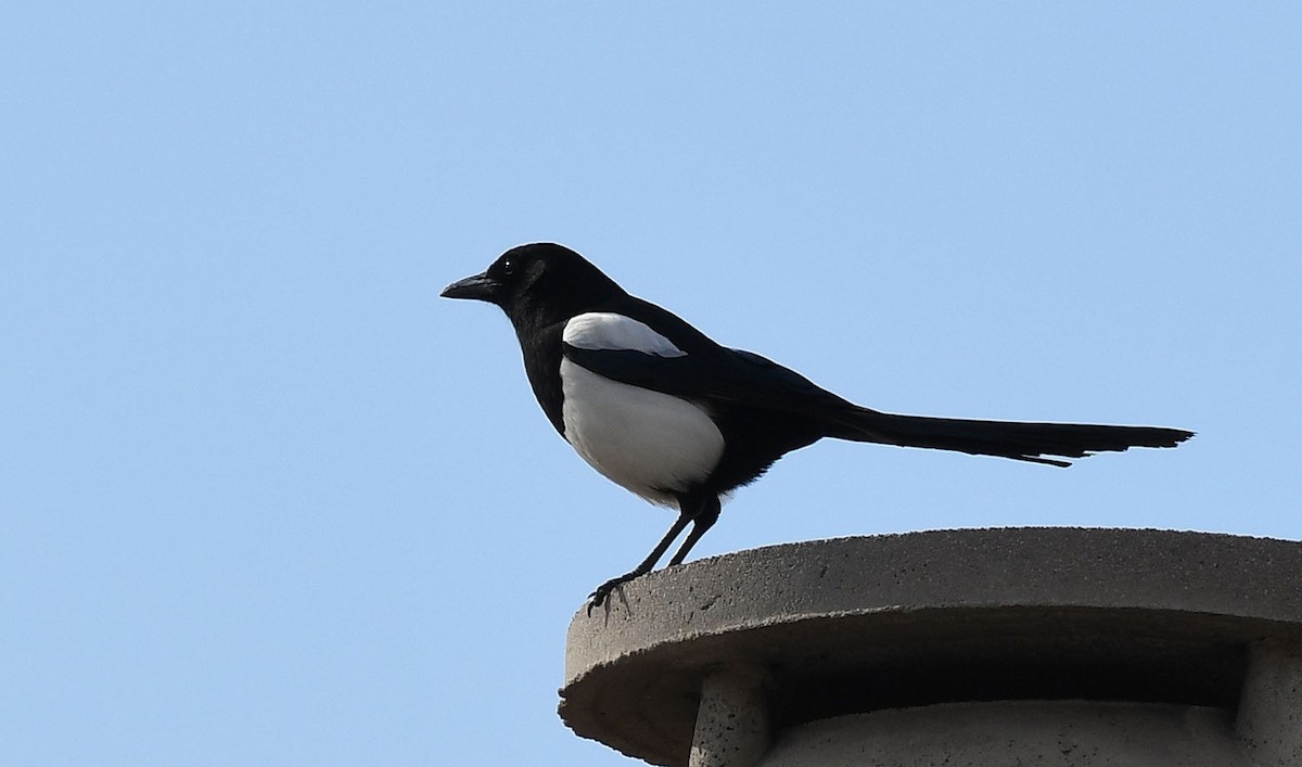 Eurasian Magpie - Ricard Gutiérrez
