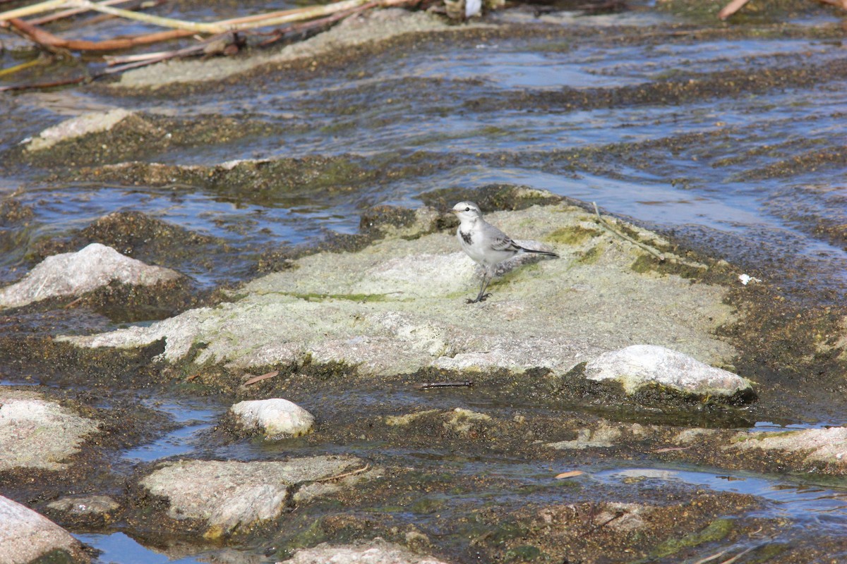 White Wagtail - ML218249291