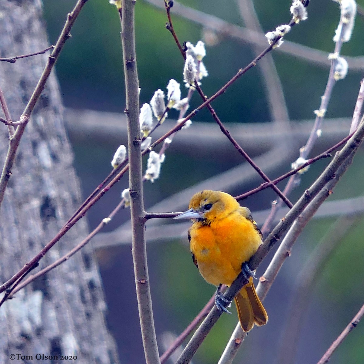 Baltimore Oriole - Tom Olson