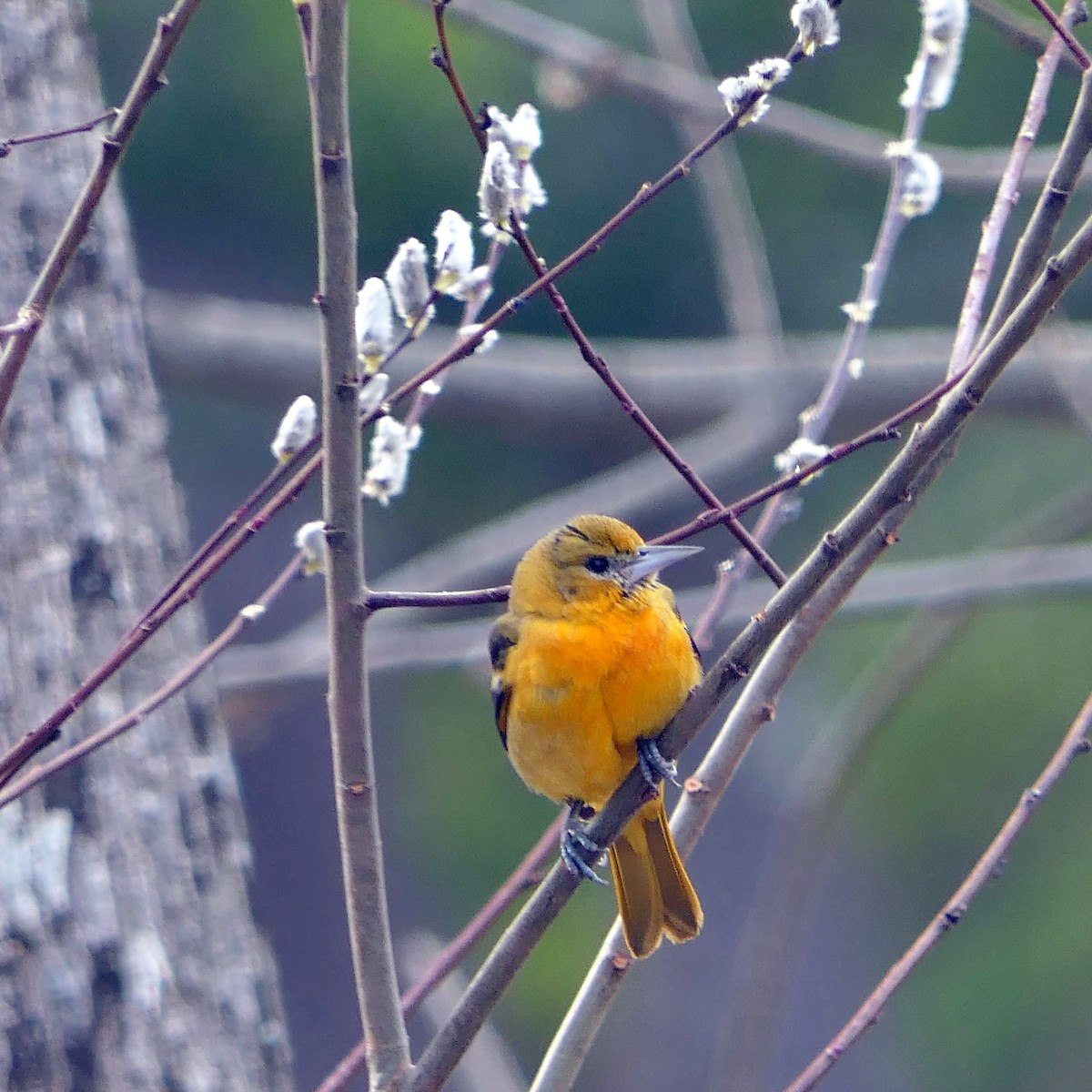 Baltimore Oriole - Tom Olson