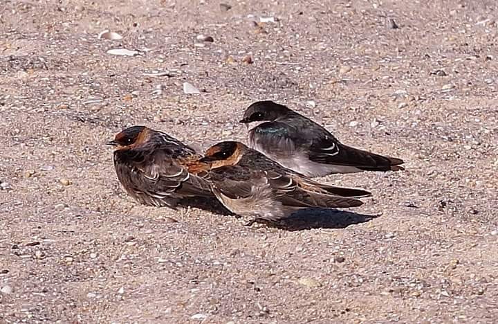 Cave Swallow - ML21825361