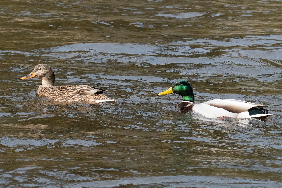 Mallard - Warren Whaley