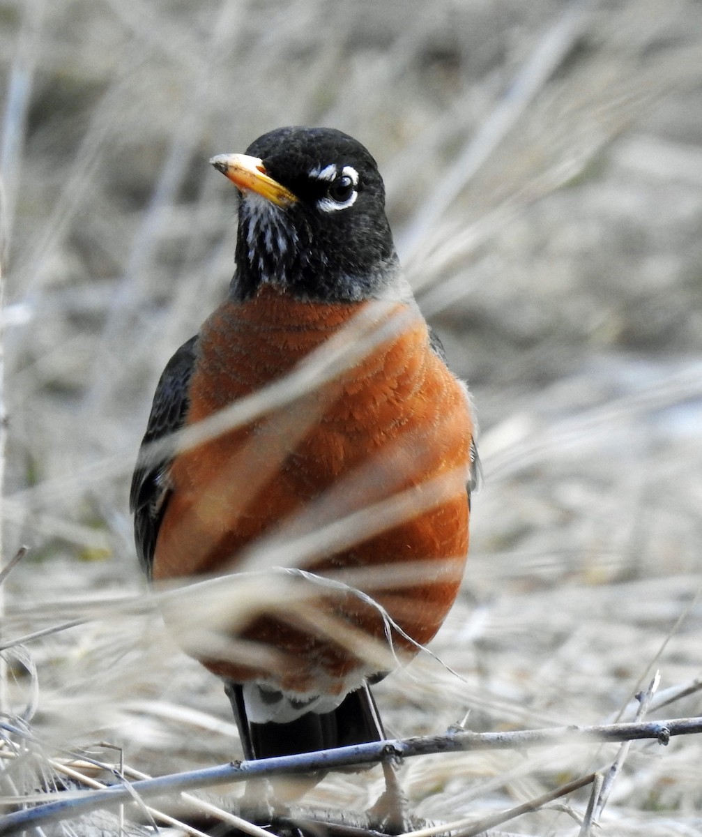 American Robin - ML218254881