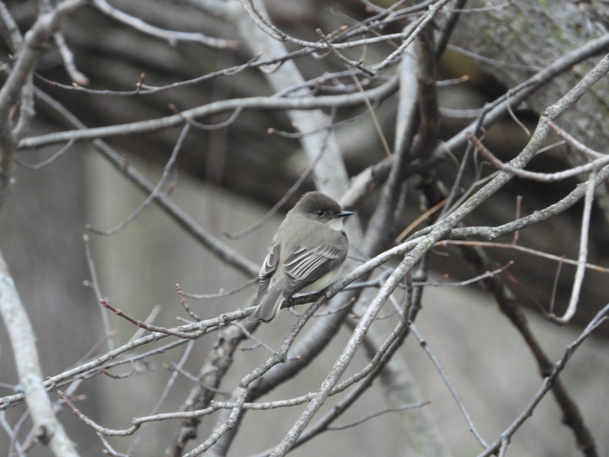 Eastern Phoebe - ML218255261