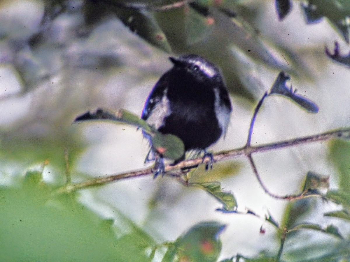 Northern White-fringed Antwren - ML218256551