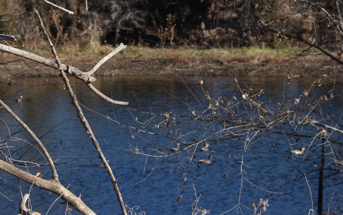 Gadwall - ML21825681