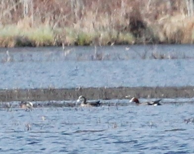 Eurasian Wigeon - ML218257091