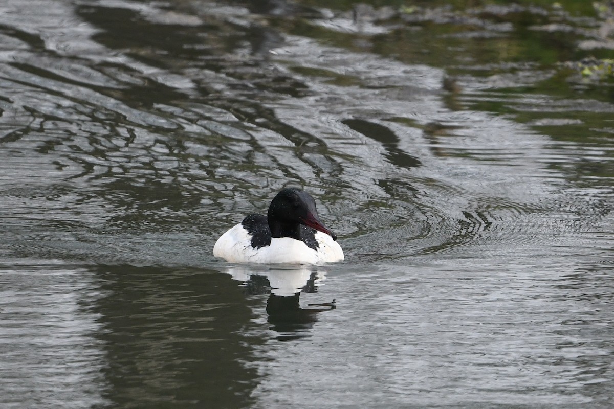 Common Merganser - ML218258911