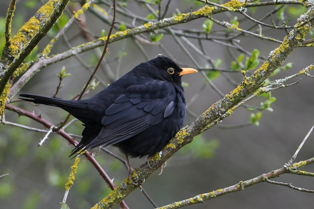 Eurasian Blackbird - Maryse Neukomm