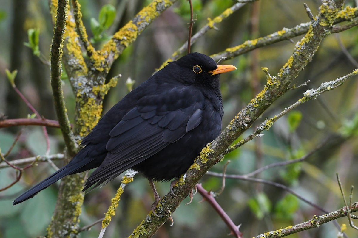 Eurasian Blackbird - Maryse Neukomm