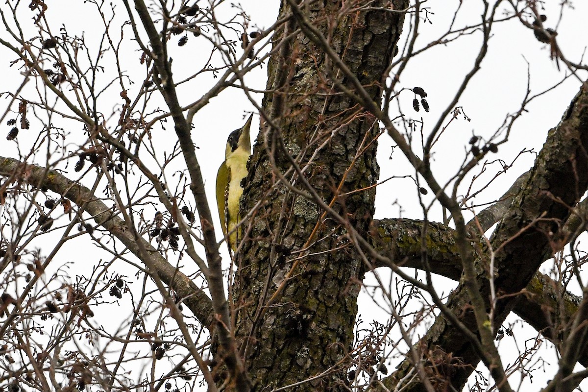 Eurasian Green Woodpecker - Maryse Neukomm