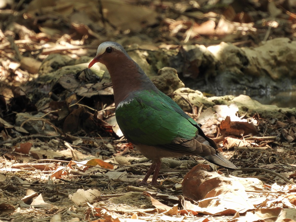 Asian Emerald Dove - ML218259461