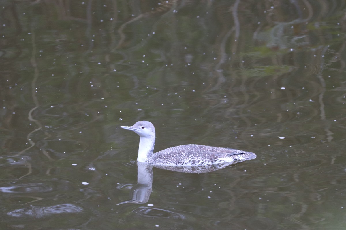 Red-throated Loon - ML218260251