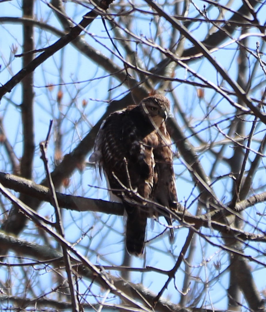 Red-tailed Hawk - ML218260761