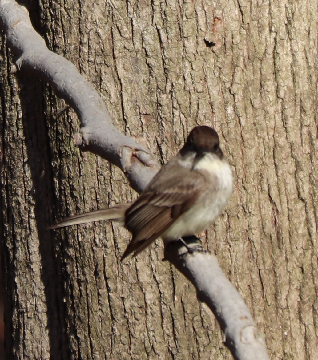 Eastern Phoebe - ML218261071