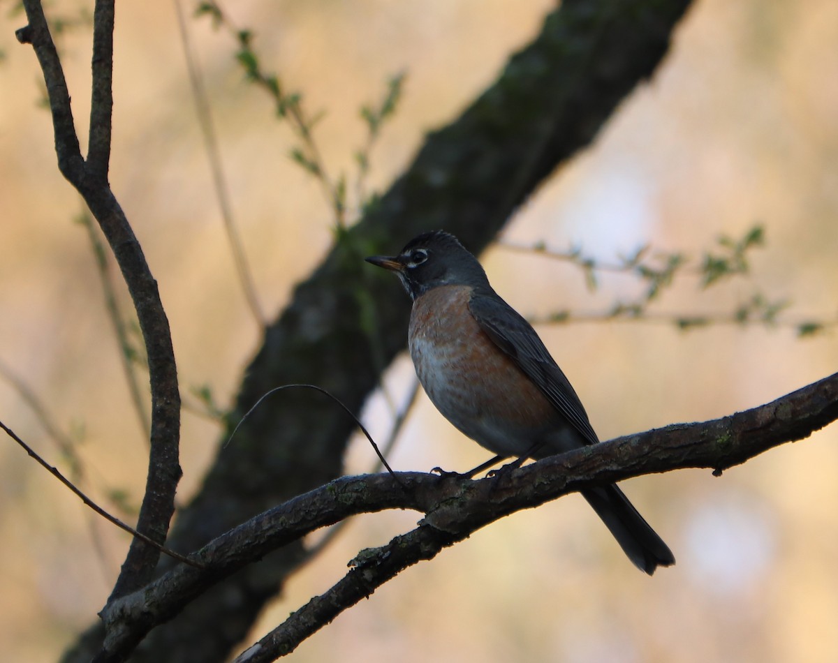 American Robin - ML218261111