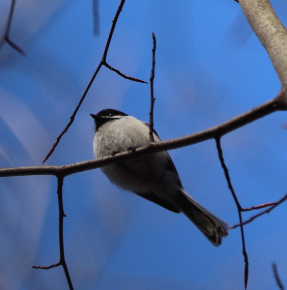 Mésange à tête noire - ML218261211