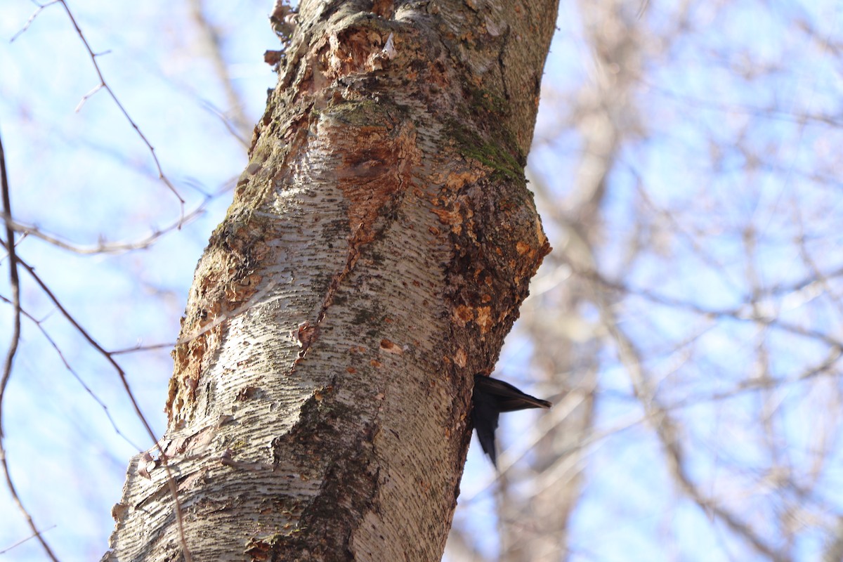 Pileated Woodpecker - ML218261341