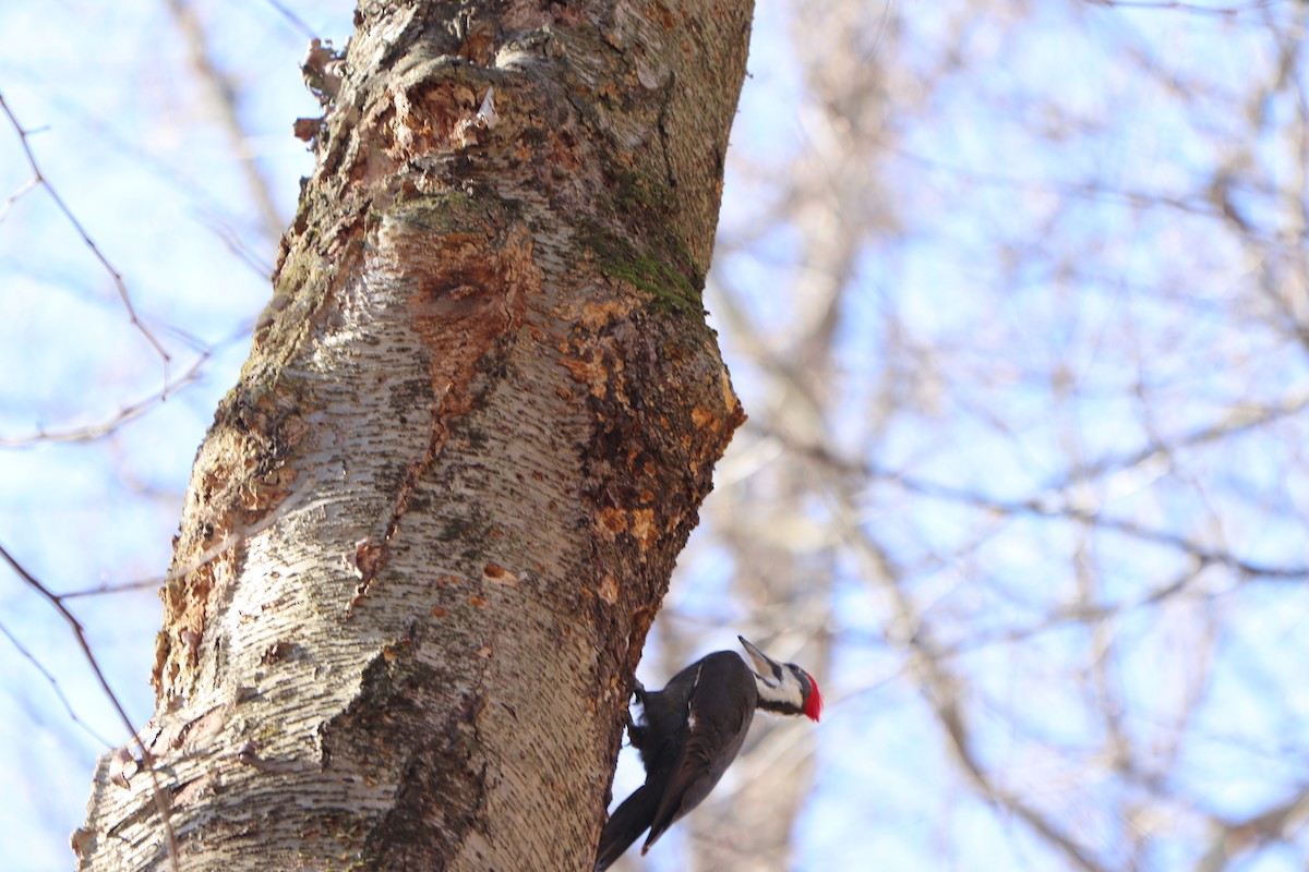 Pileated Woodpecker - ML218261361